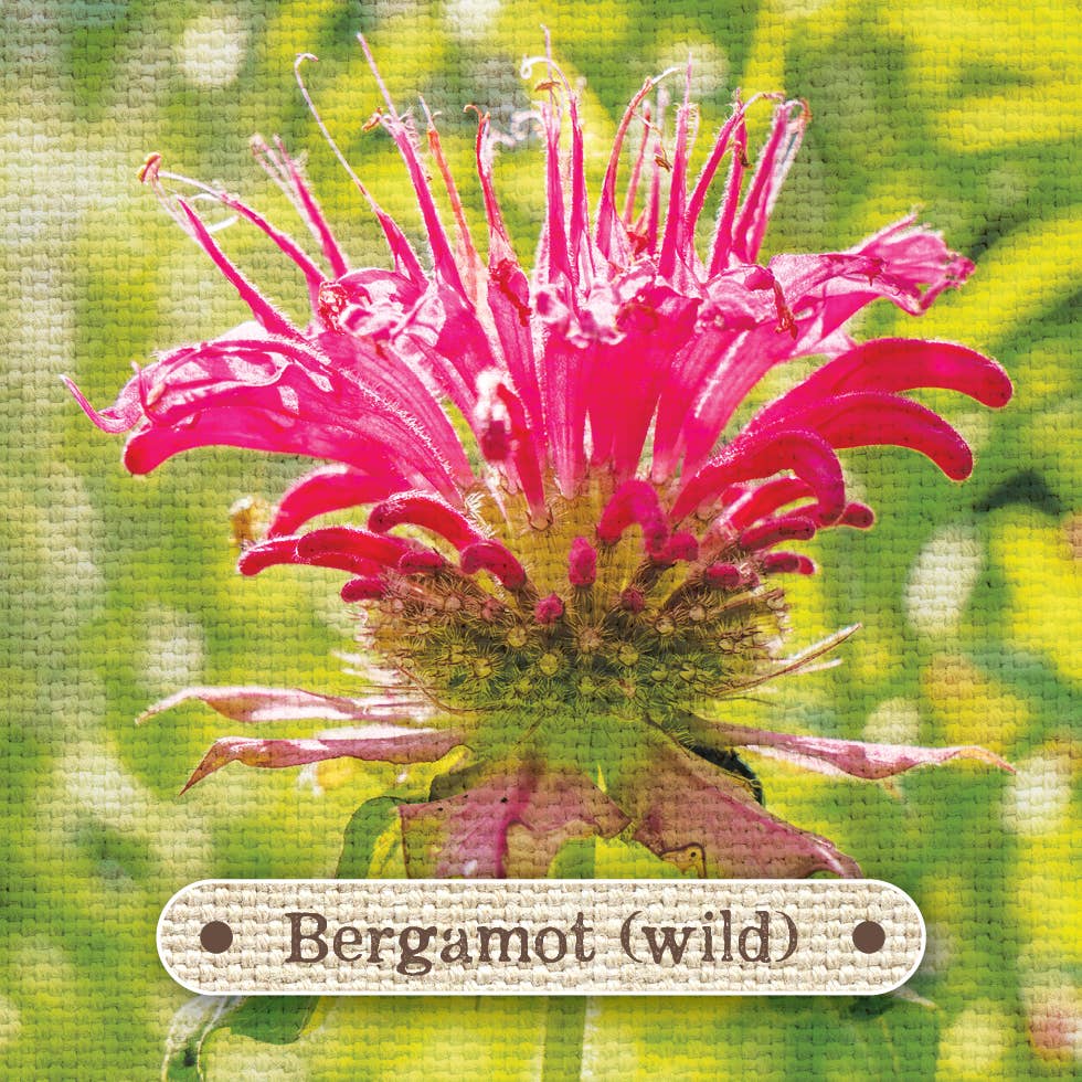 Apothecary Flashcards